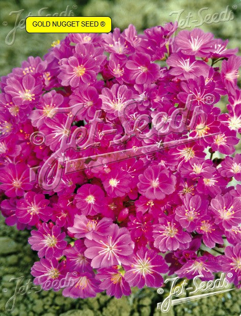 Lewisia cotyledon 'Sunset Ruby-Red' - stjörnublaðka