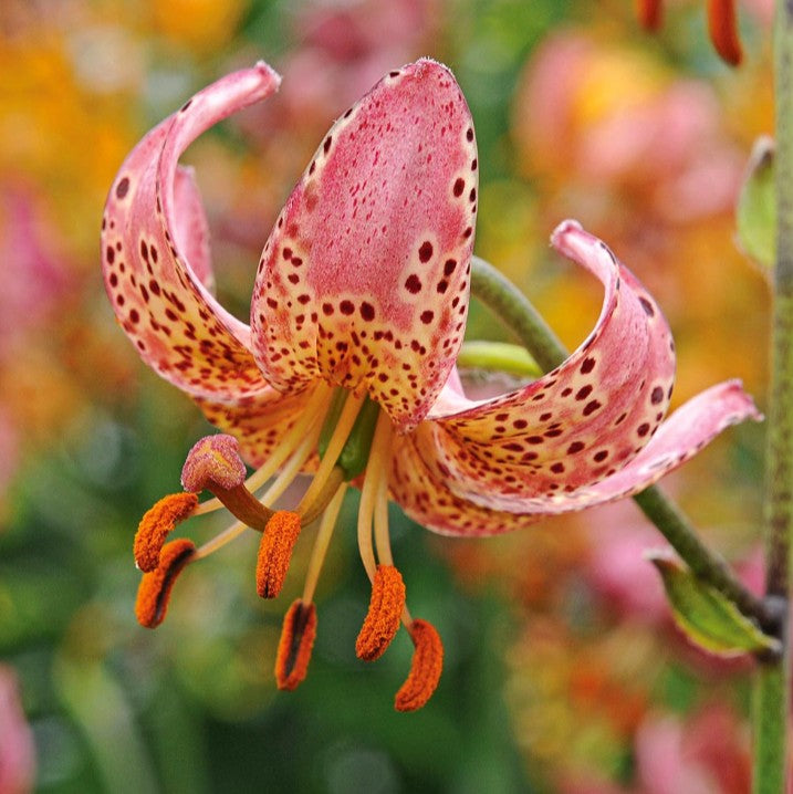 Lilium martagon 'Manitoba Morning' - túrbanliljublendingur