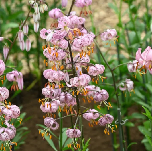 Lilium martagon 'Purple Morning' - túrbanliljublendingur