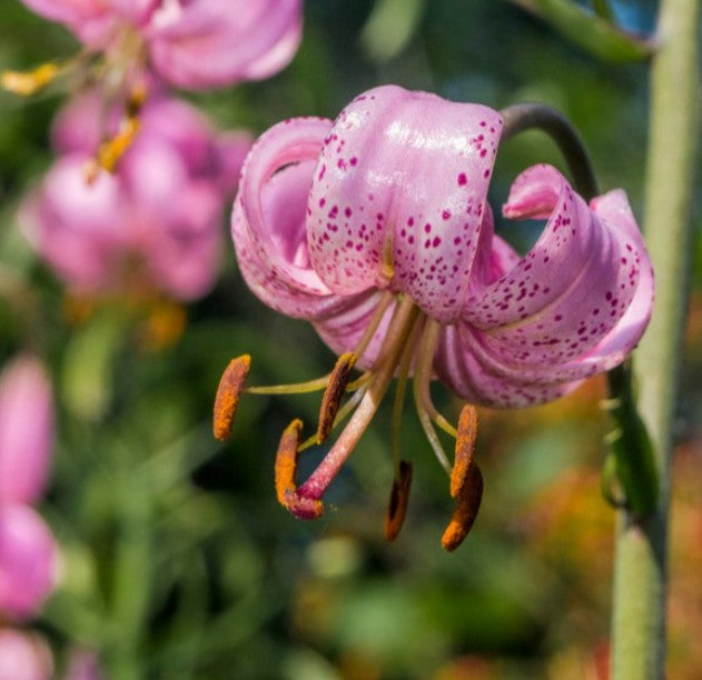 Lilium martagon 'Purple Morning' - túrbanliljublendingur