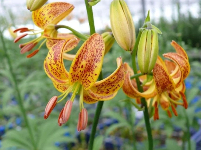 Lilium martagon 'Sunny Morning' - túrbanliljublendingur