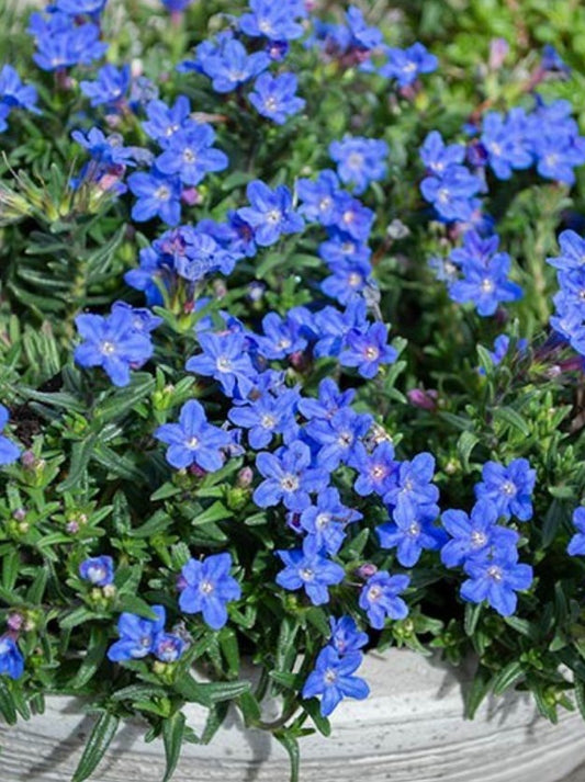Lithodora diffusa 'Heavenly Blue'