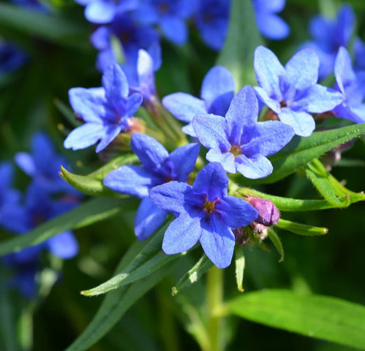 Lithodora diffusa 'Heavenly Blue'