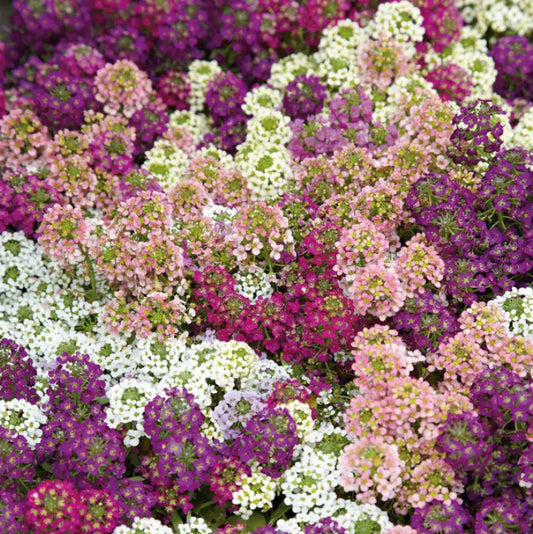 Lobularia maritima 'Easter Bonnet Mixed' - skrautnál