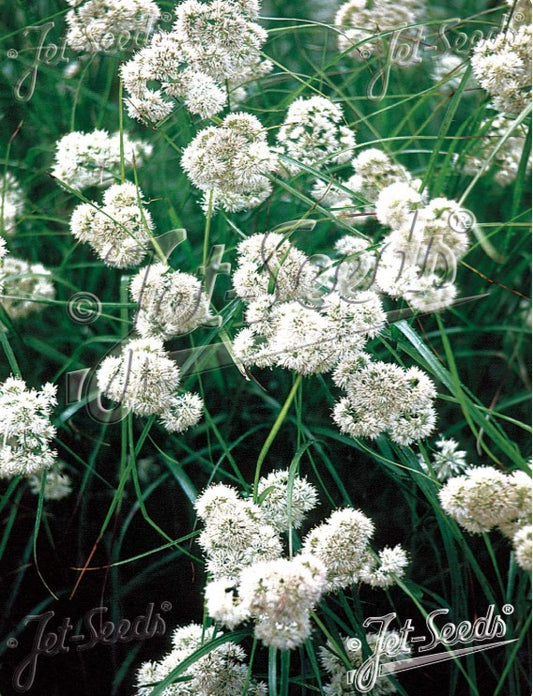 Luzula nivea - mjallhæra