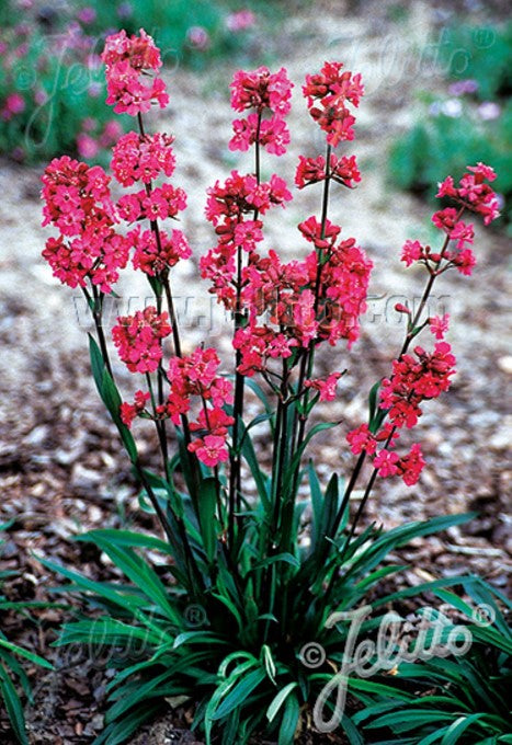 Lychnis viscaria splendens 'Feuer' - límberi