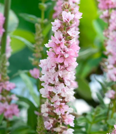 Lythrum salicaria 'Blush' - mararljós