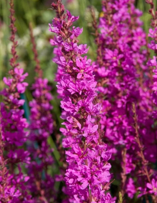Lythrum virgatum 'Dropmore Purple' - kattarljós