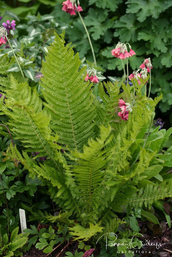Matteuccia struthiopteris - körfuburkni