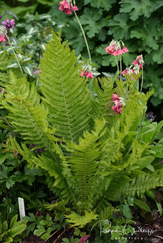 Matteuccia struthiopteris - körfuburkni