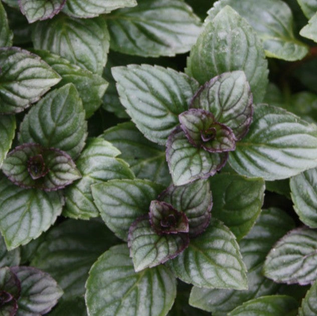 Mentha piperita 'After Eight' - piparminta