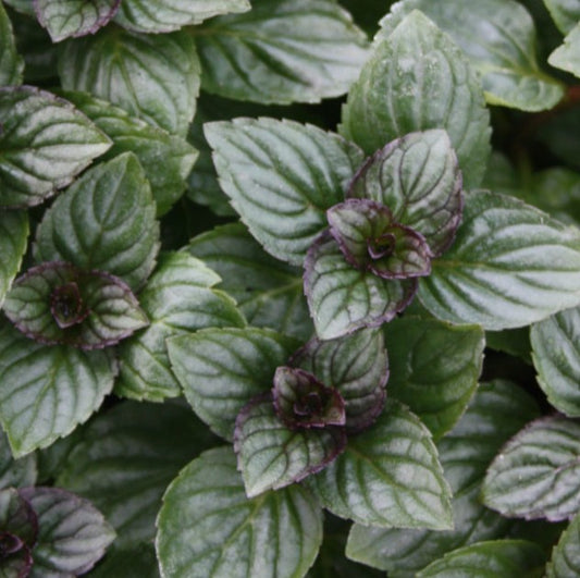 Mentha piperita 'After Eight' - piparminta