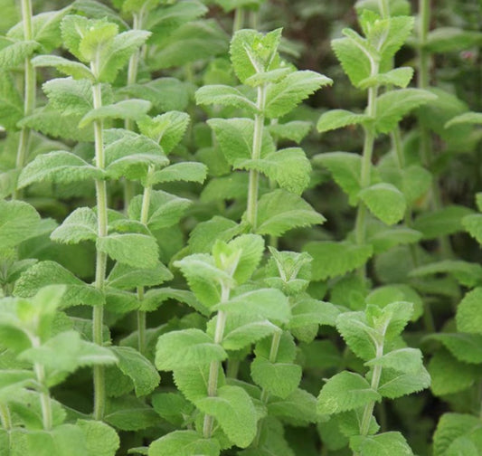 Mentha suaveolens 'Applemint' - eplaminta