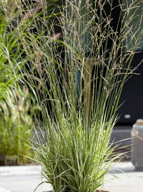 Molinia caerulea ssp. arundiacea 'Mostenveld' - bláax