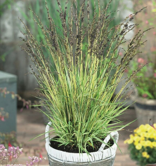 Molinia caerulea 'Variegata' - bláax