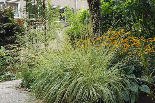 Molinia caerulea 'Variegata' - bláax