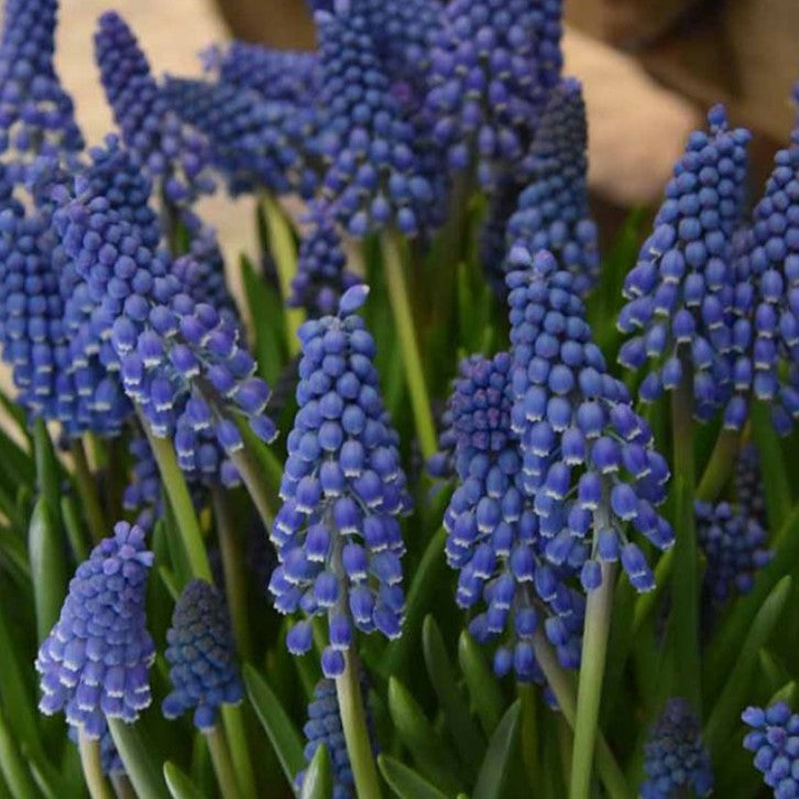 Muscari armeniacum 'Big Smile'® - demantsperlulilja