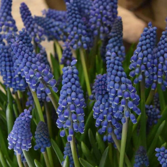Muscari armeniacum 'Big Smile'® - demantsperlulilja