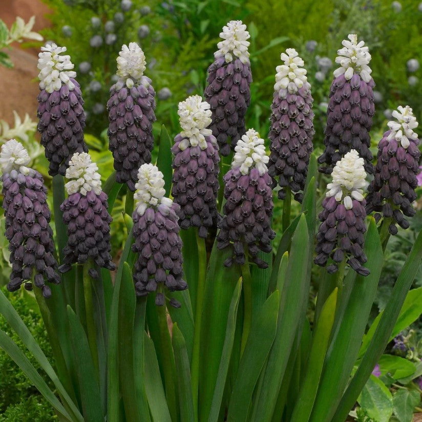 Muscari latifolium 'Grape Ice'® - svartperlulilja