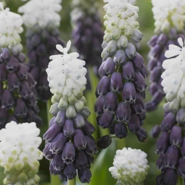 Muscari latifolium 'Grape Ice'® - svartperlulilja
