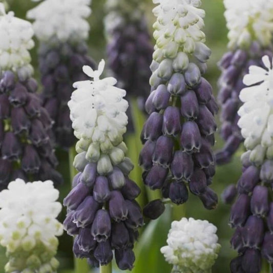 Muscari latifolium 'Grape Ice'® - svartperlulilja