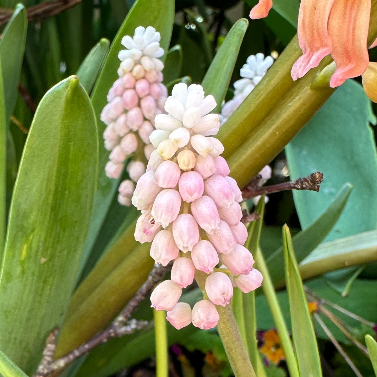 Muscari 'Pink Sunrise'® - perlulilja