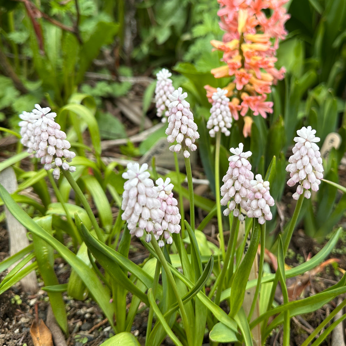 Muscari 'Pink Sunrise'® - perlulilja