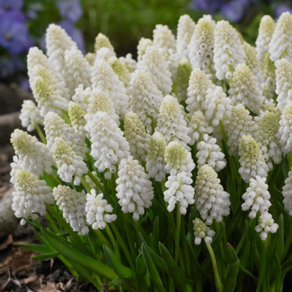 Muscari armeniacum 'Siberian Tiger'® - demantsperlulilja
