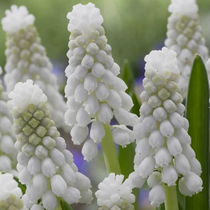 Muscari armeniacum 'Siberian Tiger'® - demantsperlulilja
