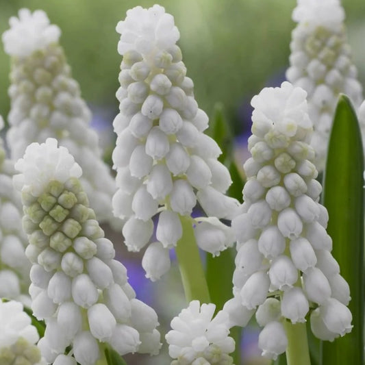 Muscari armeniacum 'Siberian Tiger'® - demantsperlulilja