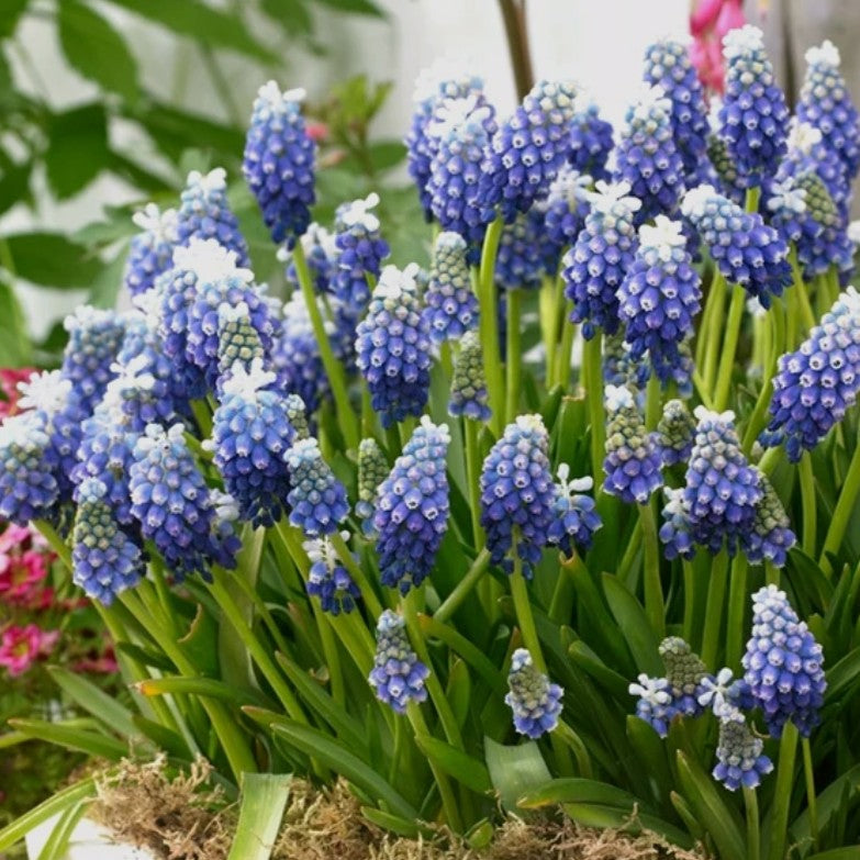 Muscari armeniacum 'Touch of Snow'® - demantsperlulilja