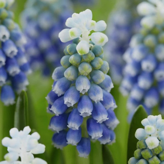 Muscari armeniacum 'Touch of Snow'® - demantsperlulilja