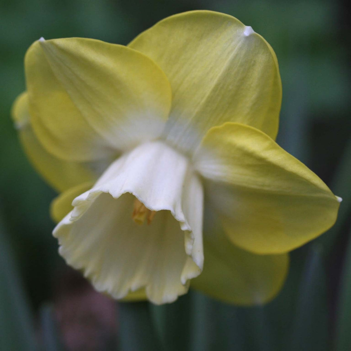 Narcissus 'Avalon' - hátíðalilja