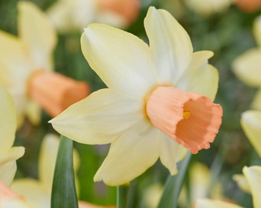 Narcissus cyclamineus 'Carice' - febrúarlilja