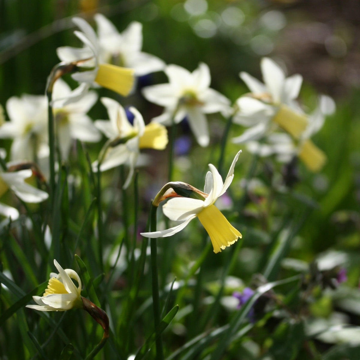 Narcissus cyclamineus 'Jenny' - febrúarlilja