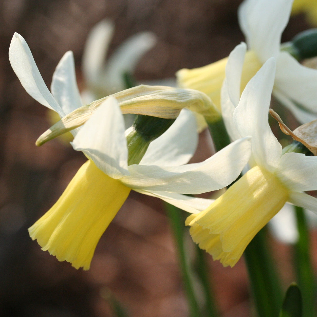 Narcissus cyclamineus 'Jenny' - febrúarlilja