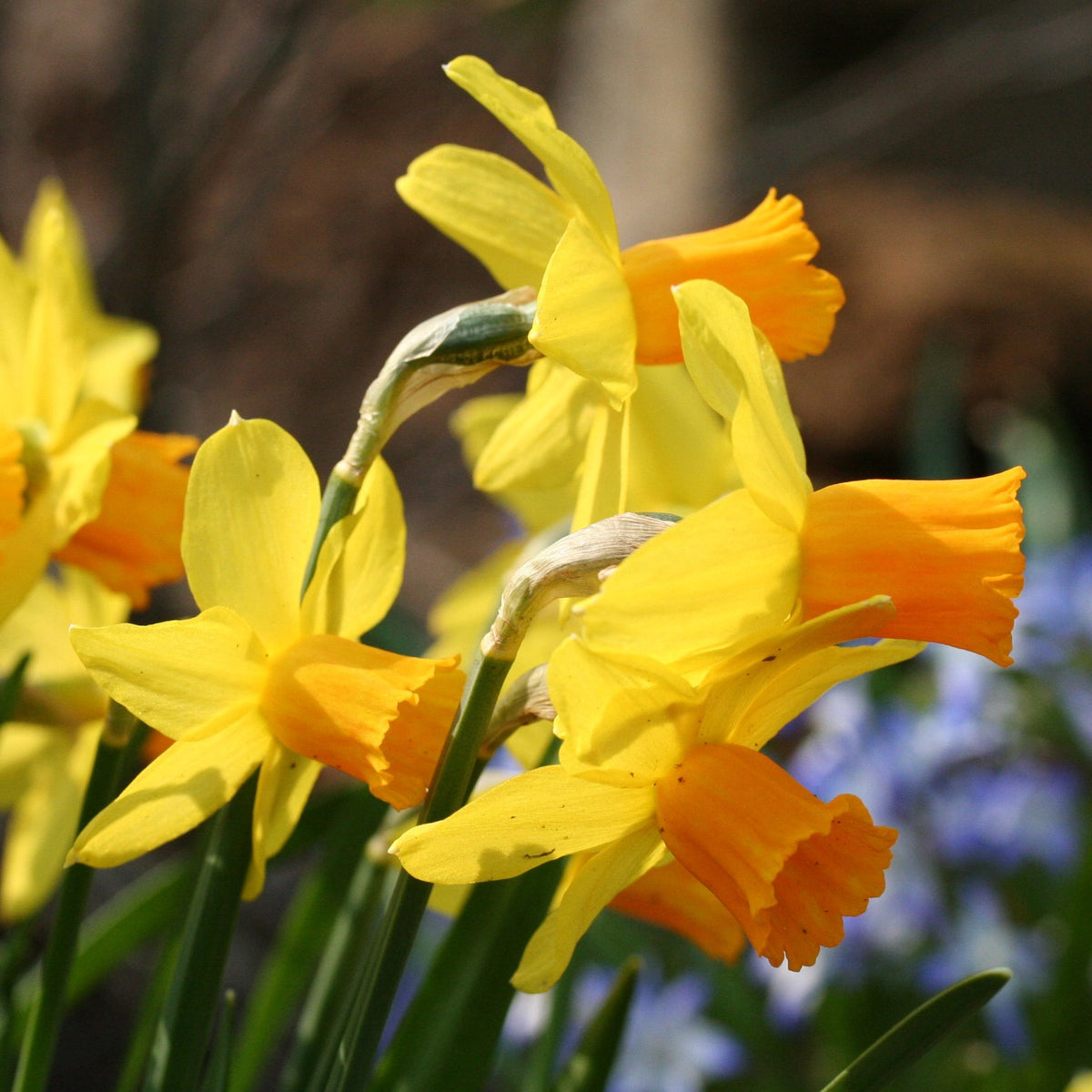 Narcissus cyclamineus 'Jetfire' - febrúarlilja