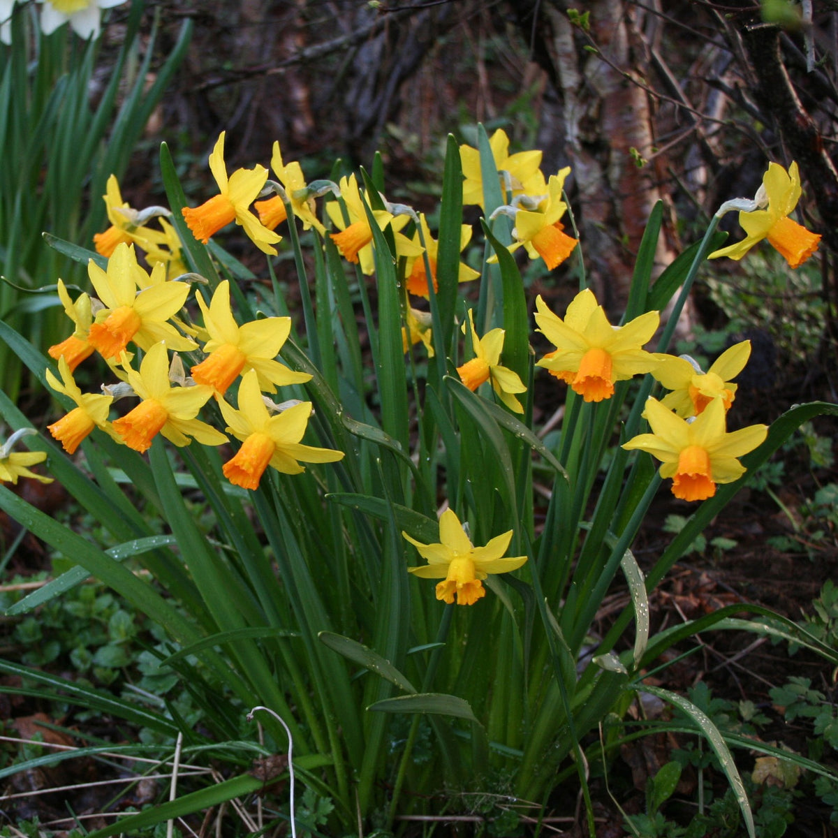 Narcissus cyclamineus 'Jetfire' - febrúarlilja