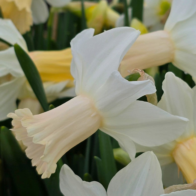 Narcissus cyclamineus 'Lady Madonna' - febrúarlilja