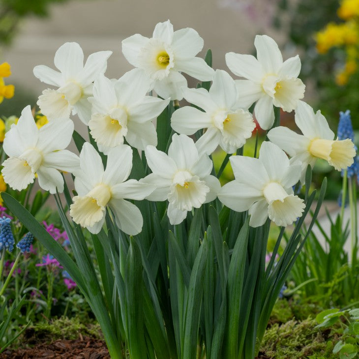 Narcissus cyclamineus 'Lady Madonna' - febrúarlilja
