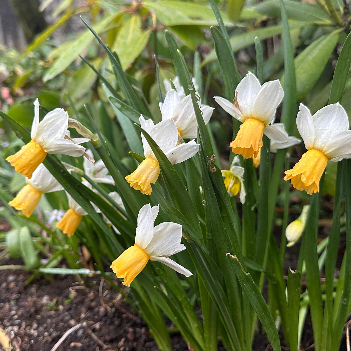Narcissus cyclamineus 'Winter Waltz' - febrúarlilja