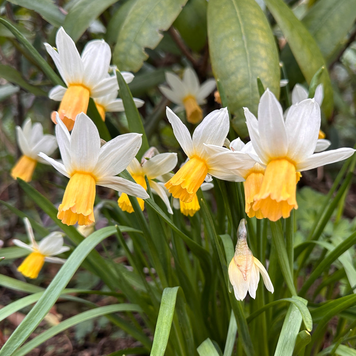 Narcissus cyclamineus 'Winter Waltz' - febrúarlilja