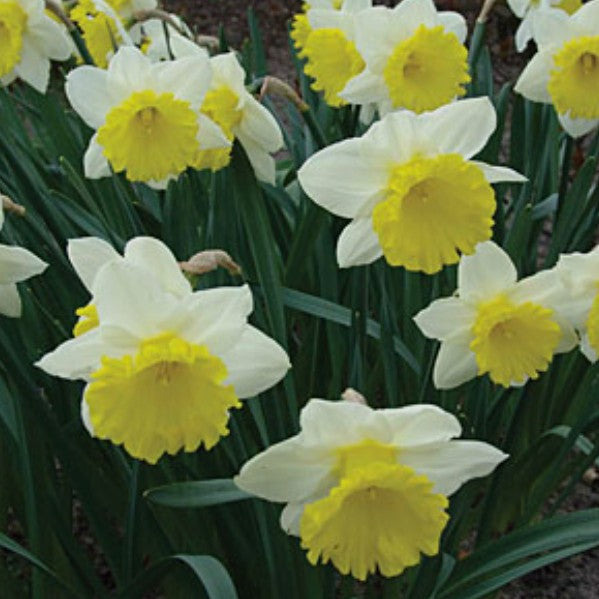 Narcissus 'Las Vegas' - hátíðalilja