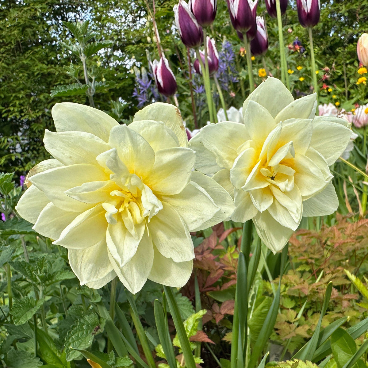 Narcissus 'Manly' - hátíðalilja