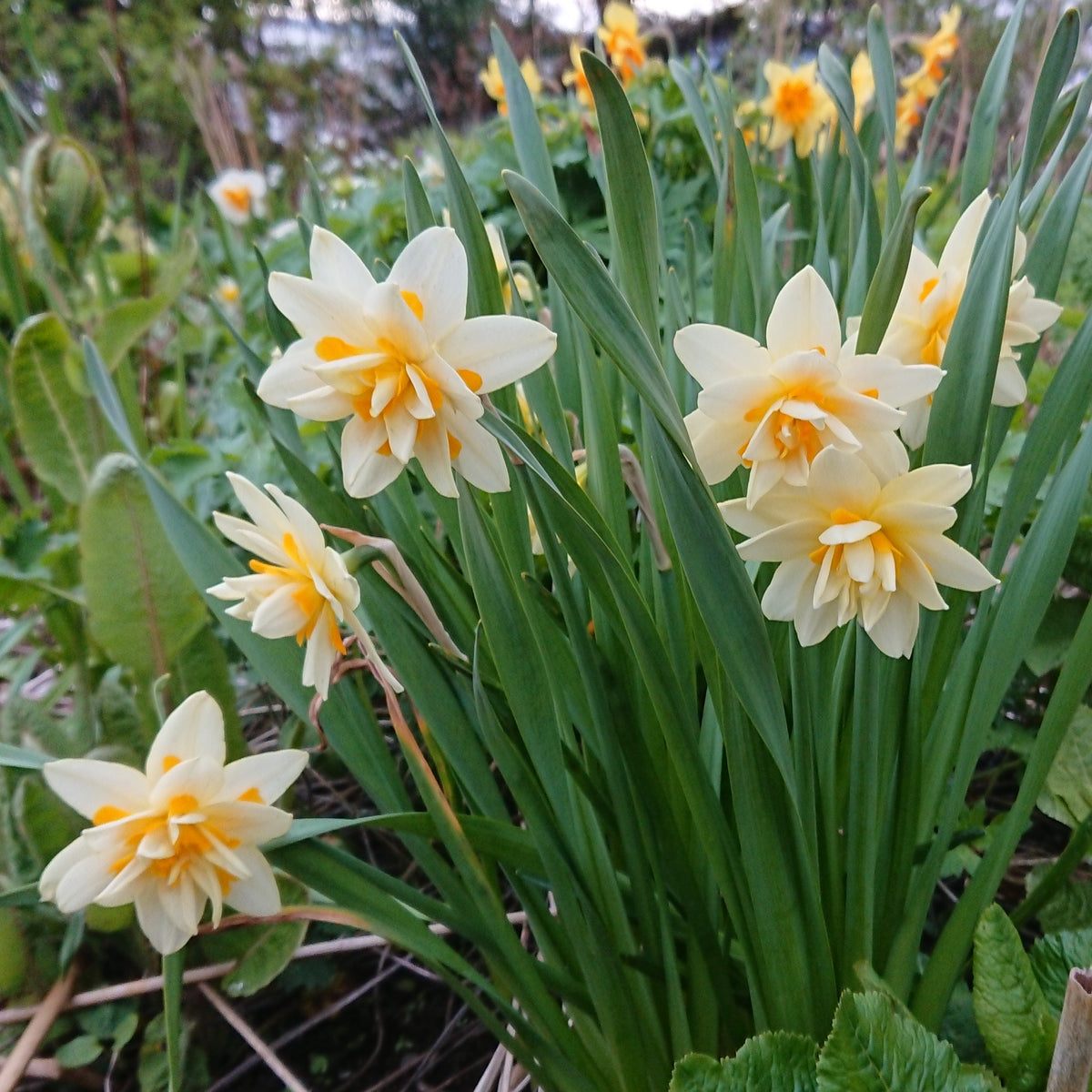 Narcissus 'Manly' - hátíðalilja