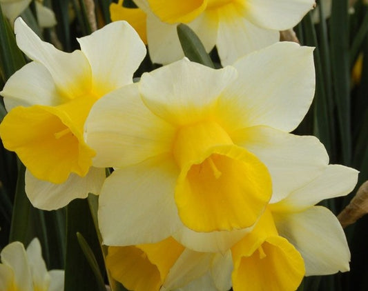 Narcissus 'Merel's Favorite' - hátíðalilja