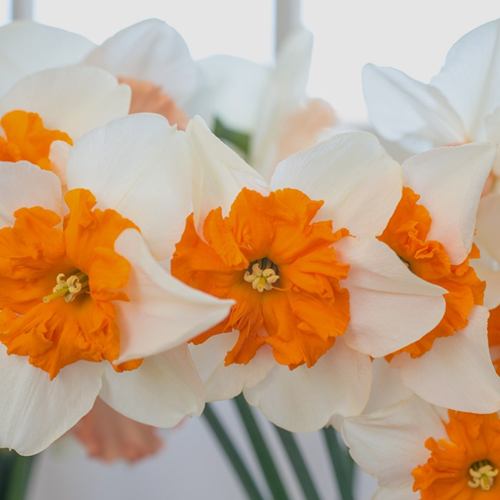 Narcissus 'Parisienne' - hátíðalilja