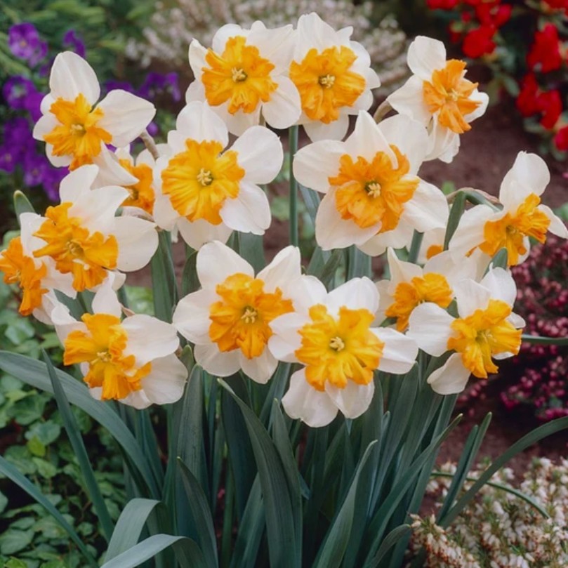 Narcissus 'Parisienne' - hátíðalilja