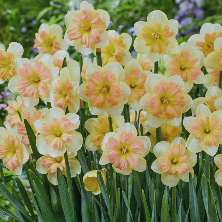 Narcissus 'Peachy Dream' - hátíðalilja