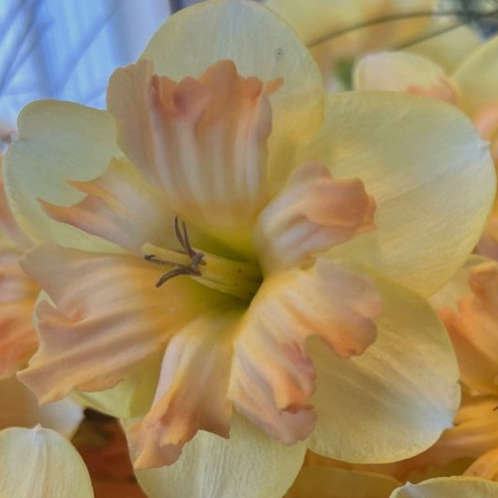 Narcissus 'Peachy Dream' - hátíðalilja